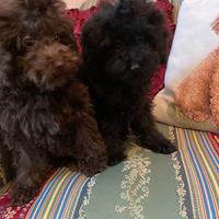 Barboncini toy picoli e e miny toy