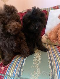 Barboncini toy picoli e e miny toy