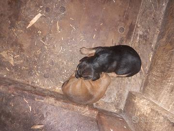 Segugi dell'appennino