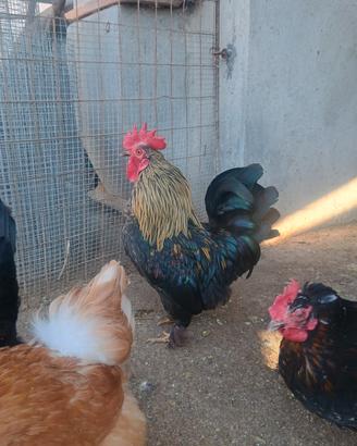 Gallo