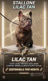 Bulldog francese
