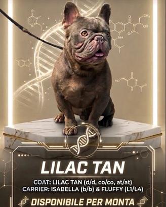 Bulldog francese