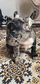 Cucciola di Bulldog Francese 