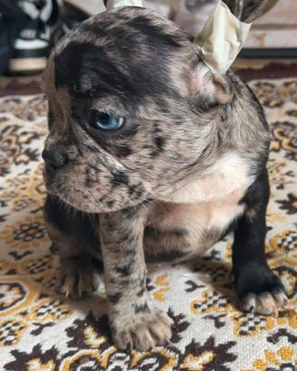 Cucciola di Bulldog Francese 