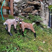 Capretti maschi Camosciata delle Alpi alta genealo