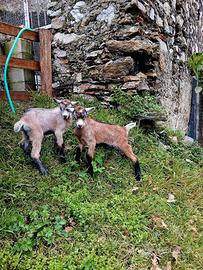 Capretti maschi Camosciata delle Alpi alta genealo