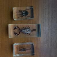 Insetti imbalsamati da collezione