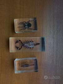 Insetti imbalsamati da collezione