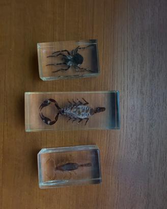 Insetti imbalsamati da collezione