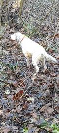 Setter inglese bianco arancio