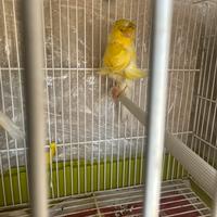 Canarino Arricciato padovano ciuffato pronto