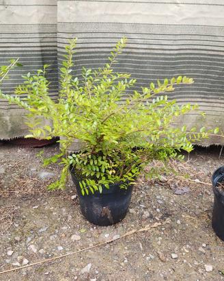 Lonicera nitida