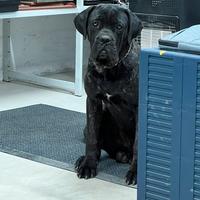 Cane corso cuccioli