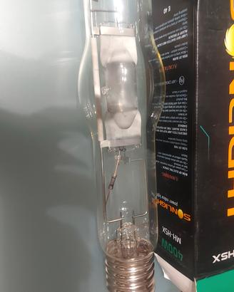 Lampada piante
