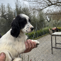 Settore inglese cuccioli