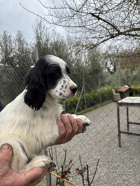 Settore inglese cuccioli