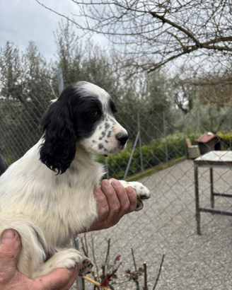 Settore inglese cuccioli