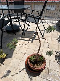 bonsai ginepro