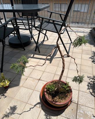 bonsai ginepro