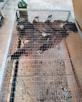 Animali