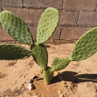 Pale di fico d'india Siciliane 