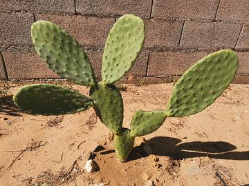 Pale di fico d'india Siciliane 