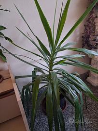 pianta da appartamento Yucca