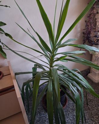 pianta da appartamento Yucca