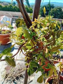 gelsomino profumato