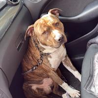 Pitbull di 4 anni
