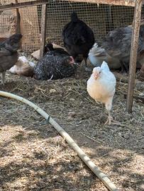Pulcini gallina