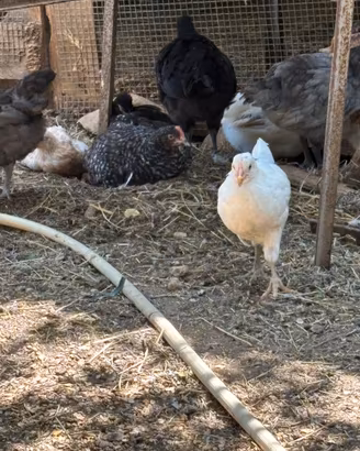Pulcini gallina