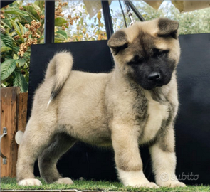 Akita Americano