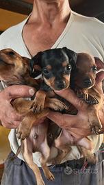 Pinscher nani splendidi