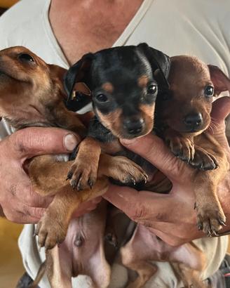 Pinscher nani splendidi