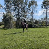 Maneggio/campo per cavallo