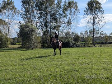 Maneggio/campo per cavallo