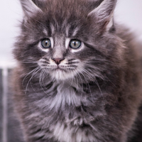 Cuccioli Maine Coon