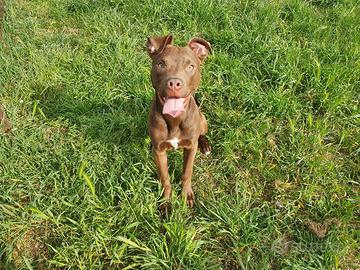 Cucciolo pitbull