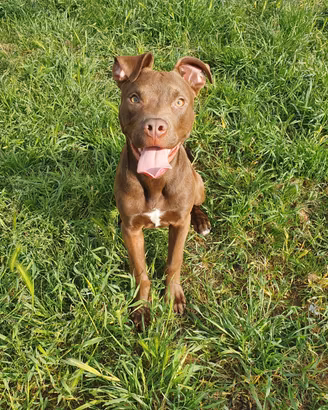 Cucciolo pitbull