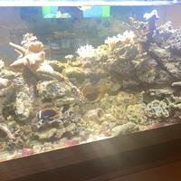 Rocce e pesci acquario marino