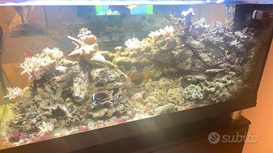 Rocce e pesci acquario marino