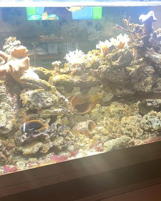 Rocce e pesci acquario marino