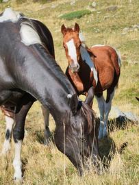 Puledra Paint Horse