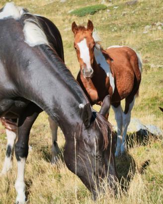 Puledra Paint Horse