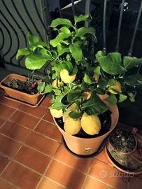albero di limoni 