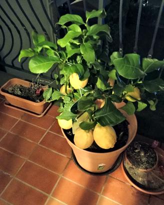 albero di limoni 