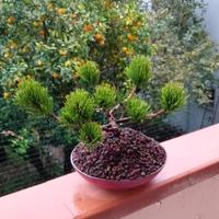 bonsai di pino mugo 