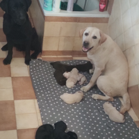 Cuccioli Labrador