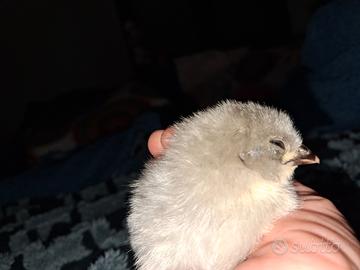 Galline ornamentali e mini quaglie cinesi